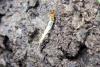 121010 – Photo : Nicolas Alric – France (12)
