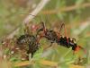 121091 – Photo : Yoann Pelouard – France (06)