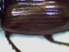 121713 – Photo : Guillaume Delporte – France (60)