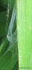 121007 – Photo : Druet Nicole – Belgique