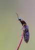 121075 – Photo : F.r.v. – France (78)