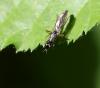 121328 – Photo : clovis – France (59)