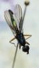 121329 – Photo : clovis – France (59)