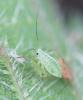 121070 – Photo : Renko Usami – France (62)