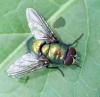 Lucilia sp.