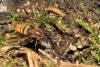 121058 – Photo : Lionel Casset – France (77)
