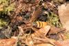 121068 – Photo : Lionel Casset – France (77)