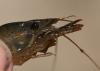 121613 – Photo : clovis – France (30)