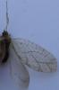 121374 – Photo : Guénael Hallart – France (02)