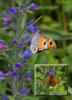 121946 – Photo : Brigitte Ulmer – France (46)