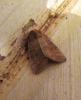 Hoplodrina sp.