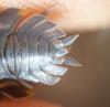 121031 – Photo : M. Bellifa – France (74)