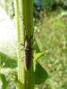 Agapanthia villosoviridescens