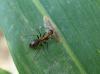 121321 – Photo : patrick derennes – Thaïlande