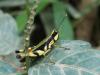 121320 – Photo : patrick derennes – Thaïlande