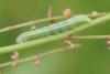 121080 – Photo : Insectesidf – France (61)