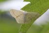 121079 – Photo : Insectesidf – France (61)