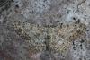 121078 – Photo : Insectesidf – France (61)