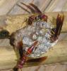 121023 – Photo : Gerard VIGO – Venezuela