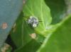 121251 – Photo : Gomjabar35 – France (35)