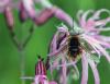 121009 – Photo : Daniel Ventard – France (71)