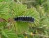121059 – Photo : Anonyme – France (08)