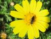 Nomadinae inconnu