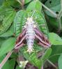 121177 – Photo : Patrick BONNEAU – Madagascar