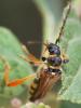 Stenopterus rufus