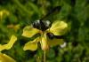 121255 – Photo : Gomjabar35 – France (29)