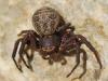 121008 – Photo : Canigou – France (66)