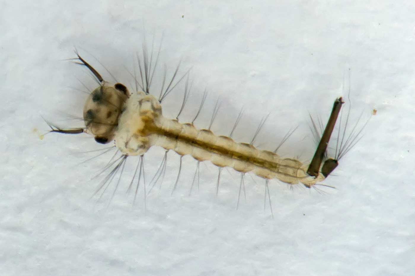 Eugène Vandebeulque - Culex (Culiseta) pipiens - réf. 121973 (1400 x 933 pixels, 46 ko)