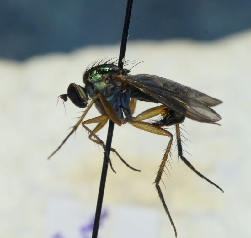 clovis - Poecilobothrus sp. - réf. 121610 (800 x 759 pixels, 201 ko)