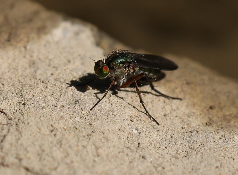 clovis - Poecilobothrus sp. - réf. 121611 (800 x 589 pixels, 76 ko)
