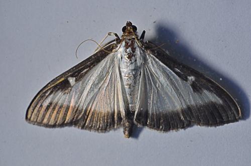 Cydalima perspectalis
