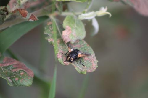 Mesembrina sp.