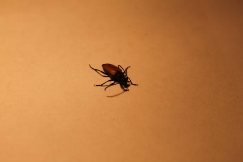 Stictoleptura sp.