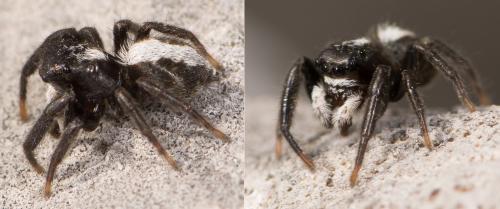 Pseudeuophrys sp.