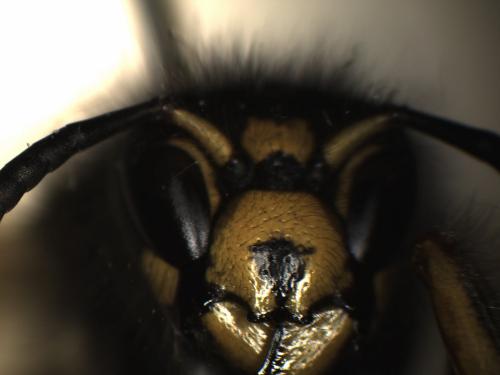 Dolichovespula adulterina
