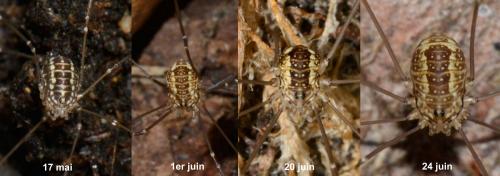 Réf. 122 426 : Leiobunum rotundum