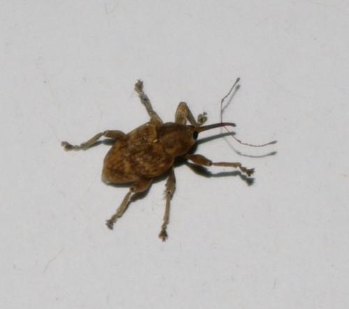 Curculio venosus