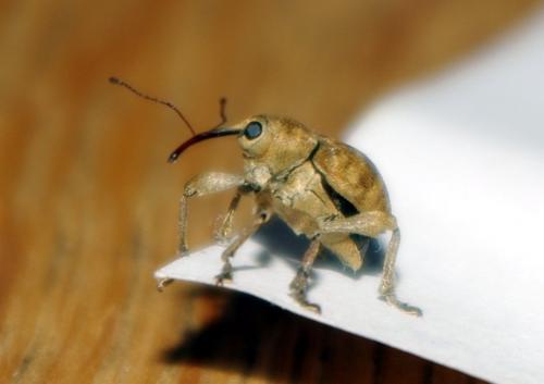 Curculio venosus