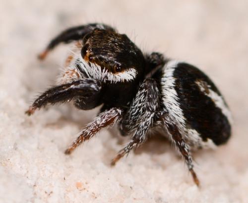 Réf. 122 251 : Pellenes geniculatus