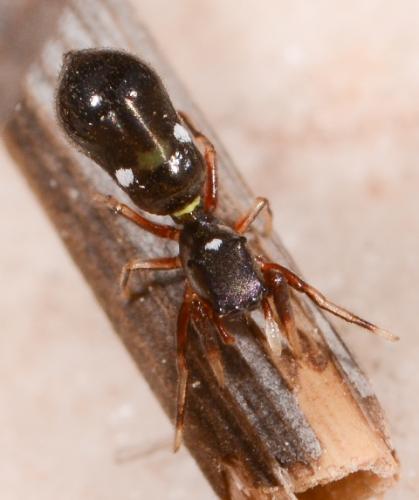 Synageles albotrimaculatus