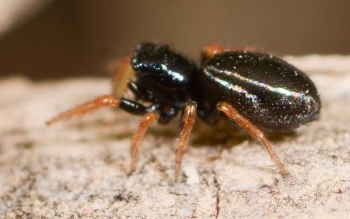 Réf. 122 602 : Chalcoscirtus infimus