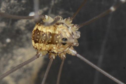 Réf. 122 819 : Leiobunum rotundum