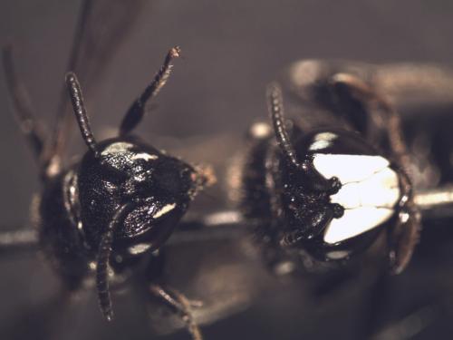 Réf. 122 339 : Hylaeus nigritus