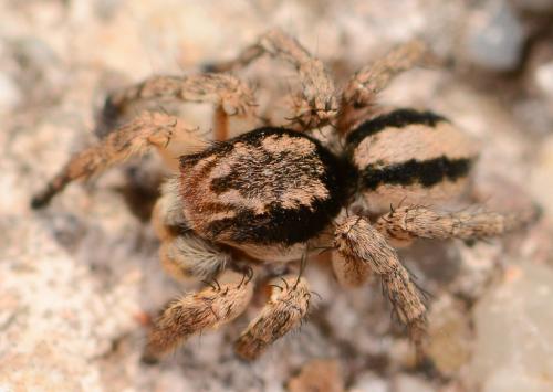 Aelurillus v-insignitus