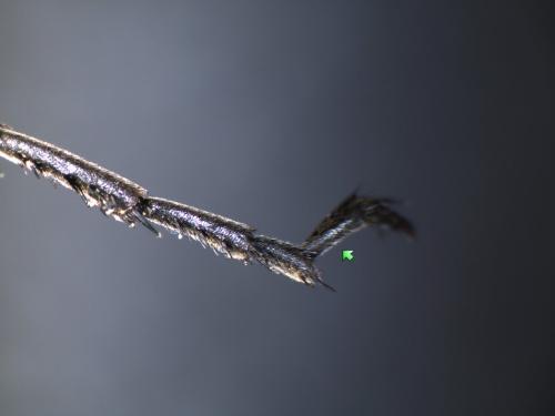 Priocnemis sp.