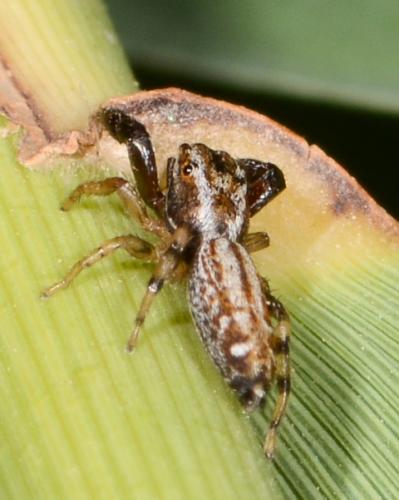 Marpissa nivoyi